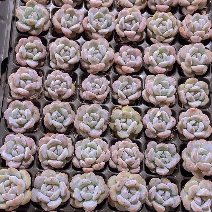 精品日系石榴籽星影多肉植物