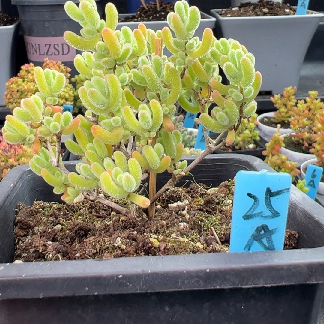 冰晶杂25号10厘米盆