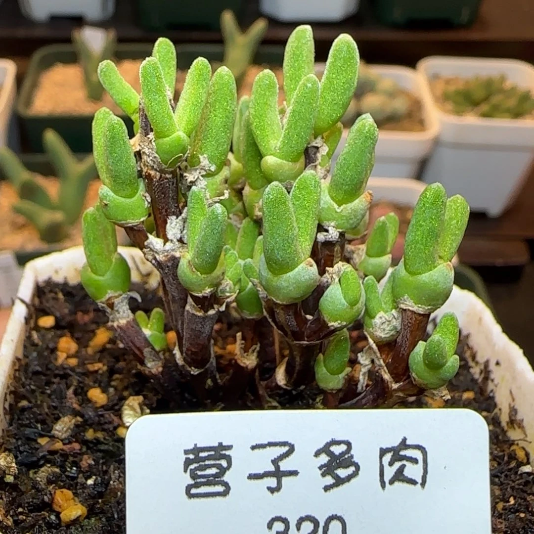 枝干兔。            脱土。   320