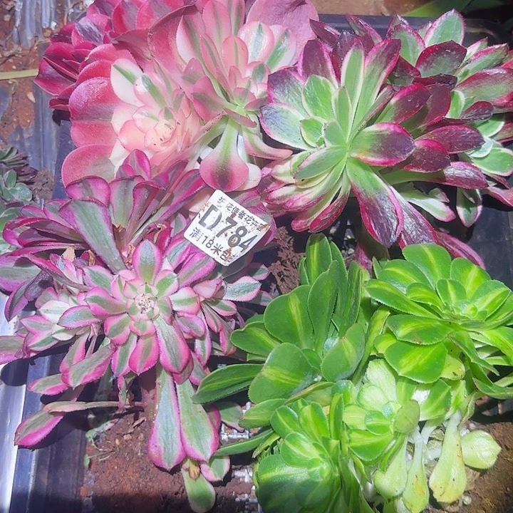 多肉 淘宝福利多肉法师