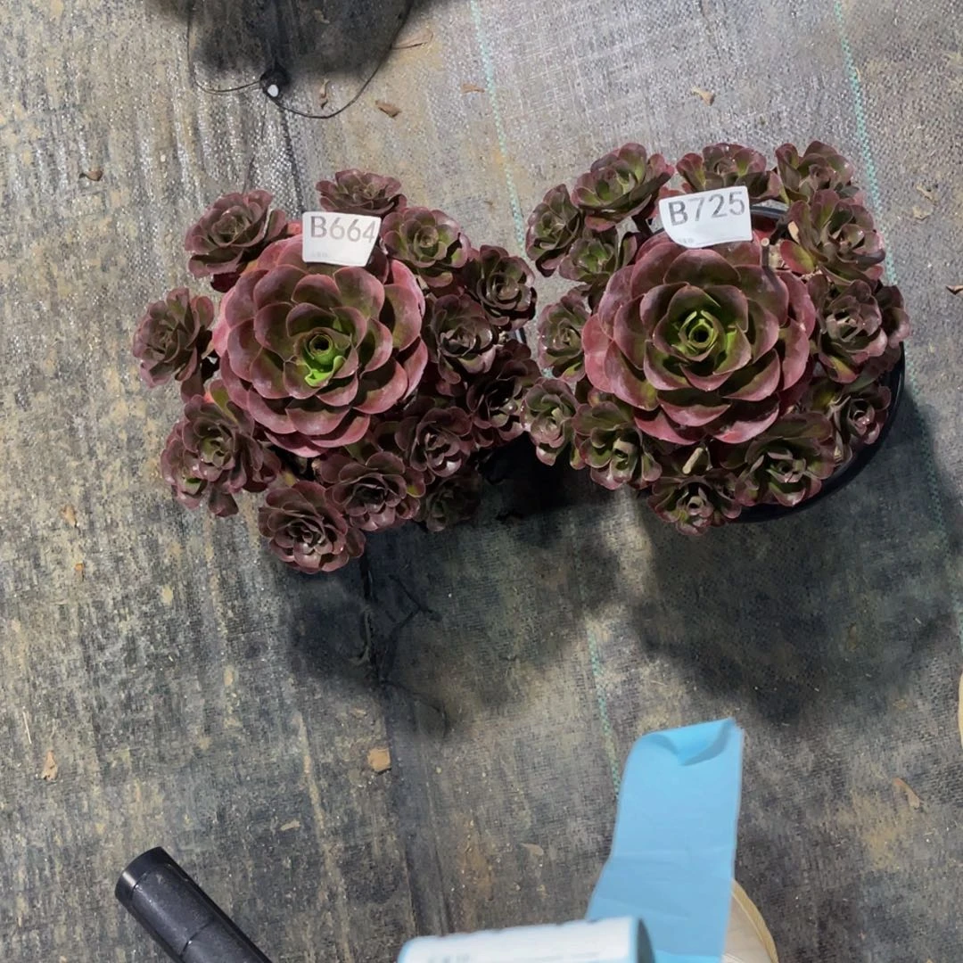 铁***？魅金玫瑰多肉。    725。 664