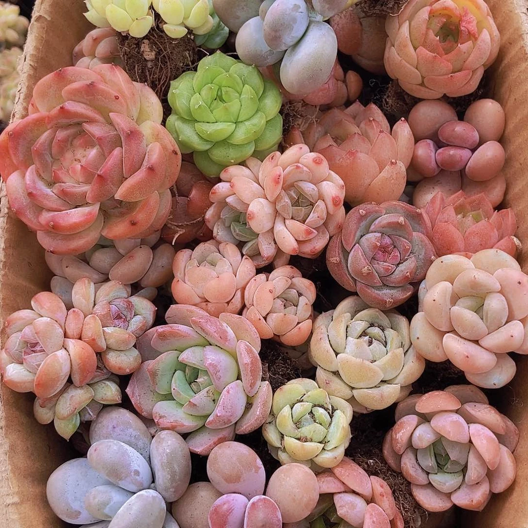 0000000001量拍保底20颗