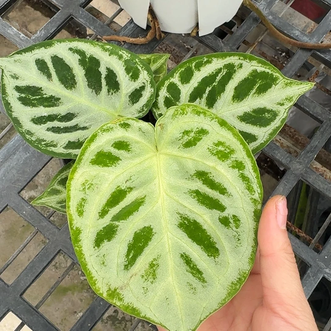 ****幕无花朵一物一拍T115