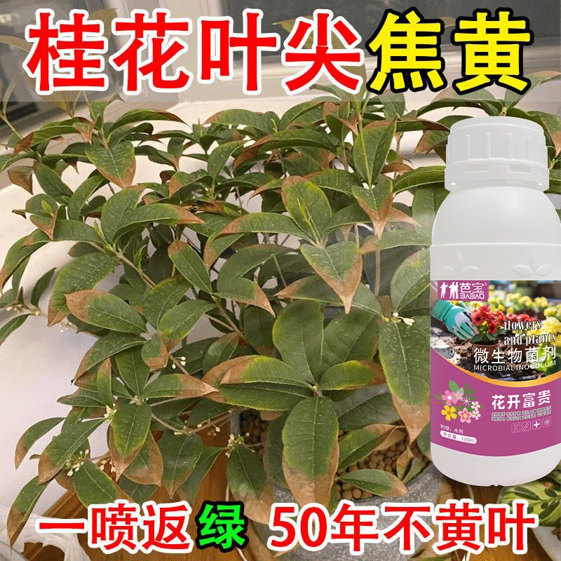 桂花树专用药桂花病全治桂花专用菌剂叶斑病枯叶枯萎病叶子发黄