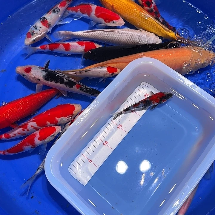 小***9海水鱼风格烦烦烦过分的方法如风