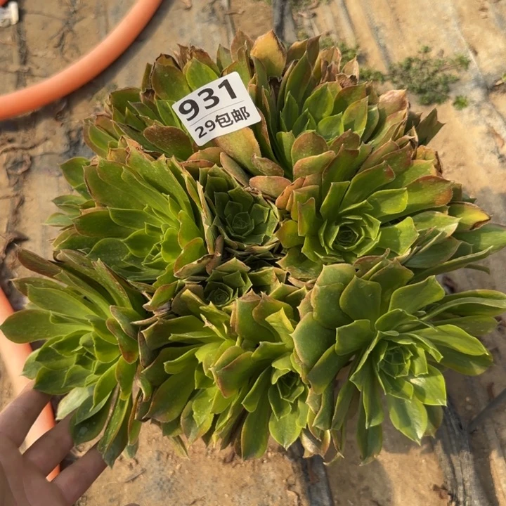 青萌……多肉植物……