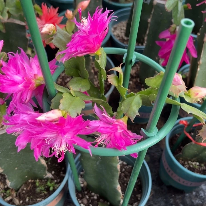 用***856号2244，重瓣，6666