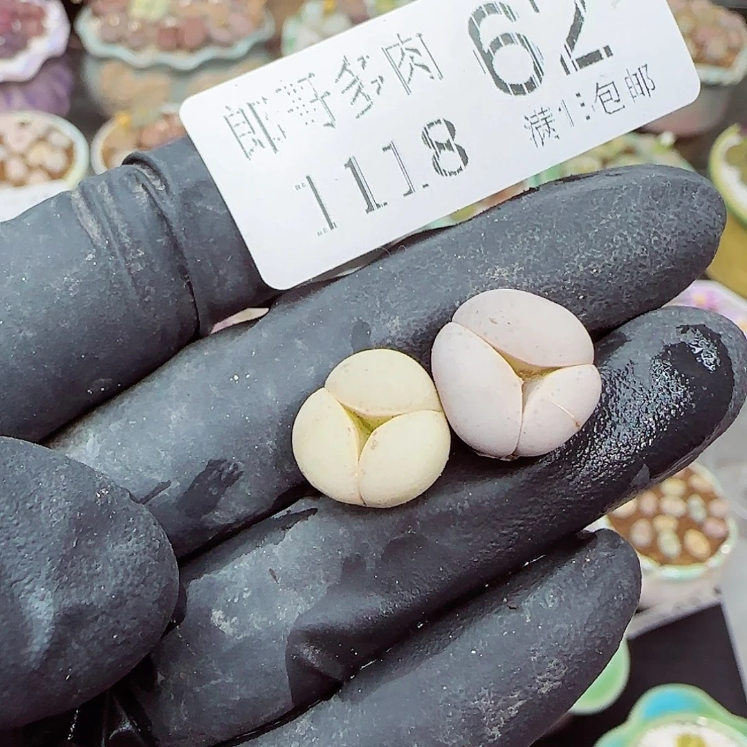 生石花满18包邮1118-62