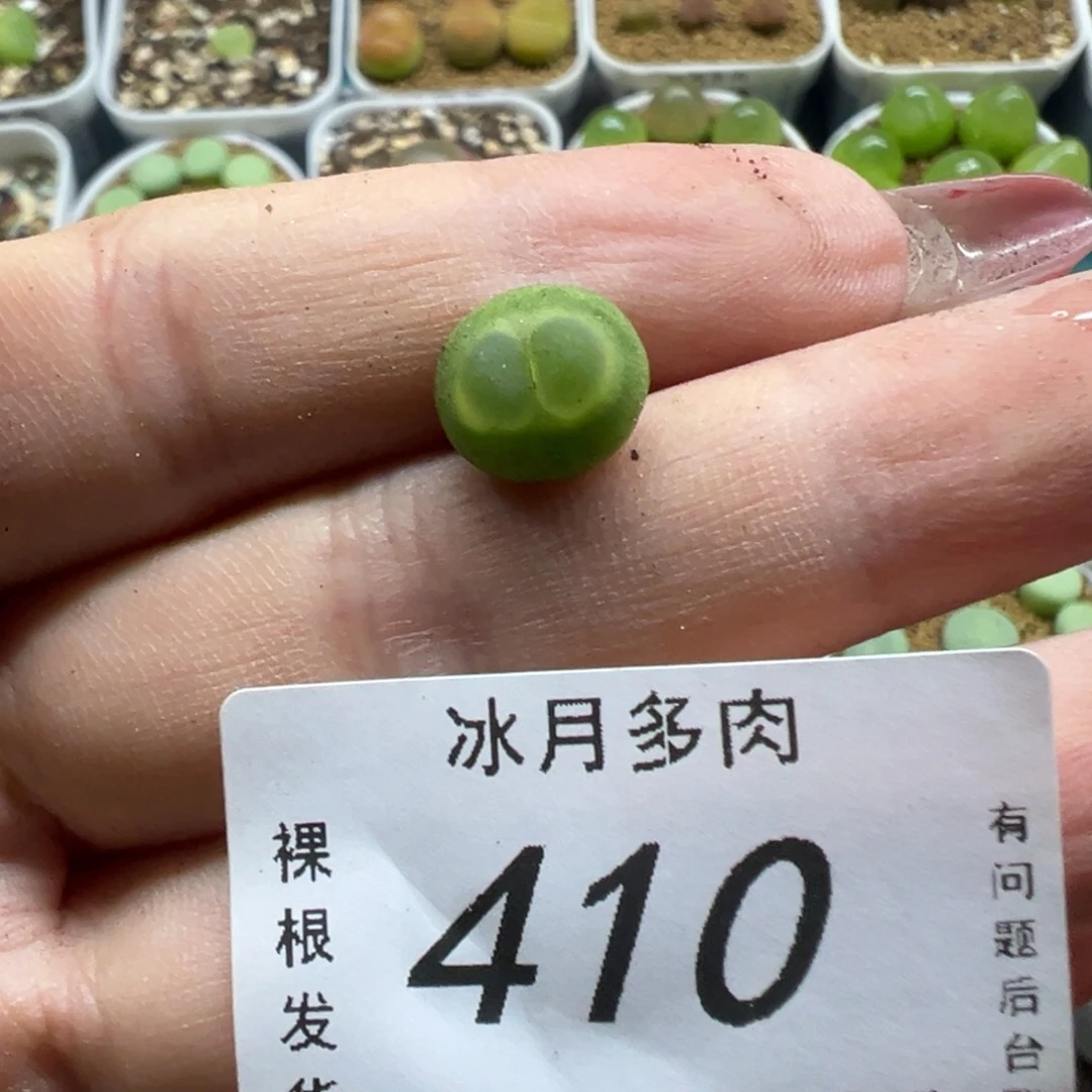 410拉登一颗裸根发货