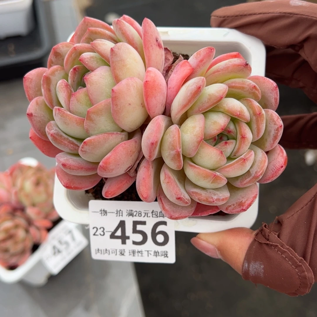 全明星多肉多肉多肉多肉