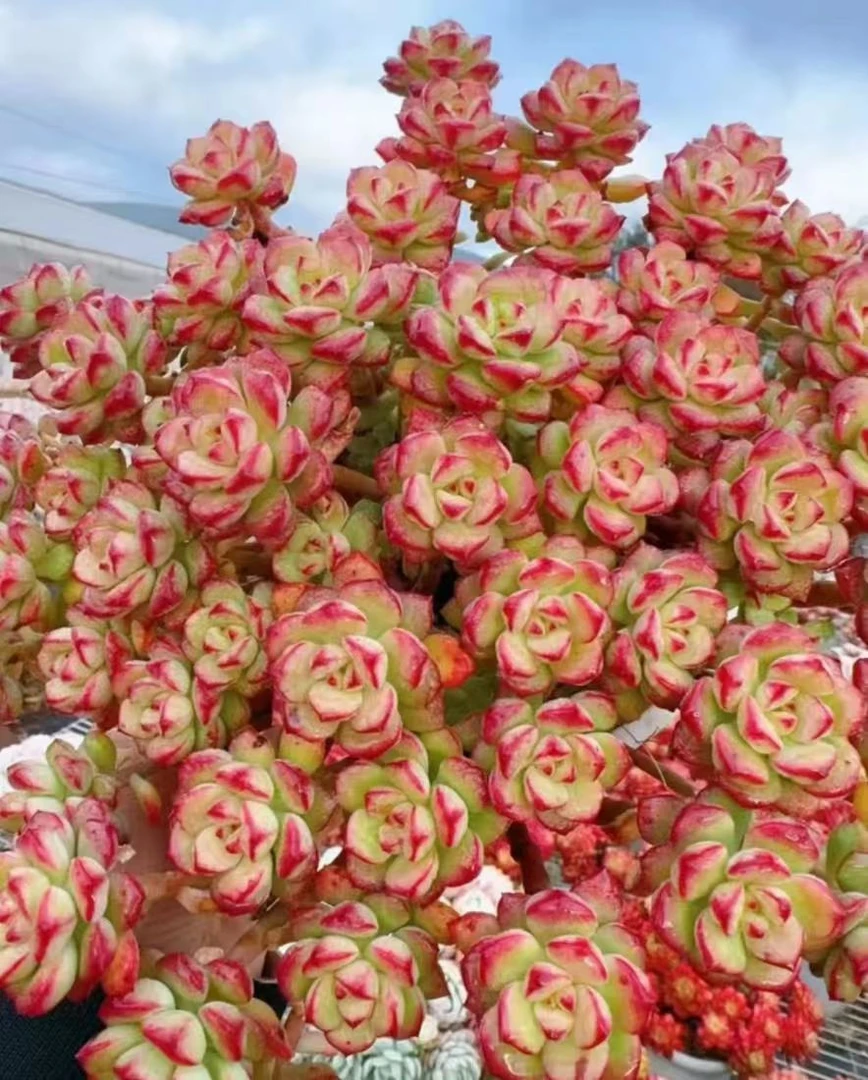 x爱格里斯玫瑰 新手好养 带盆带土 云南基地直发