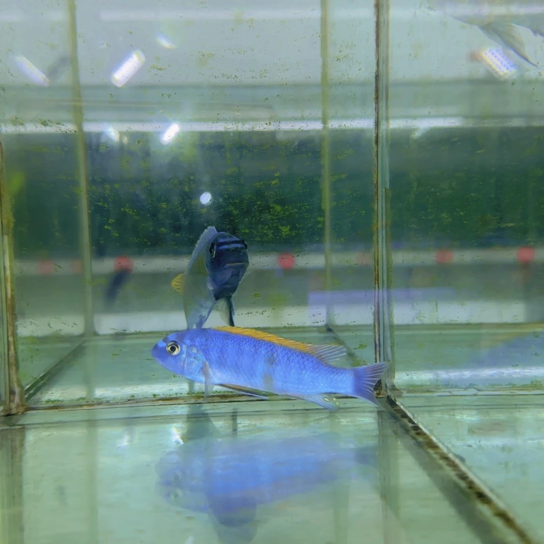 海水329-野松比西9-10