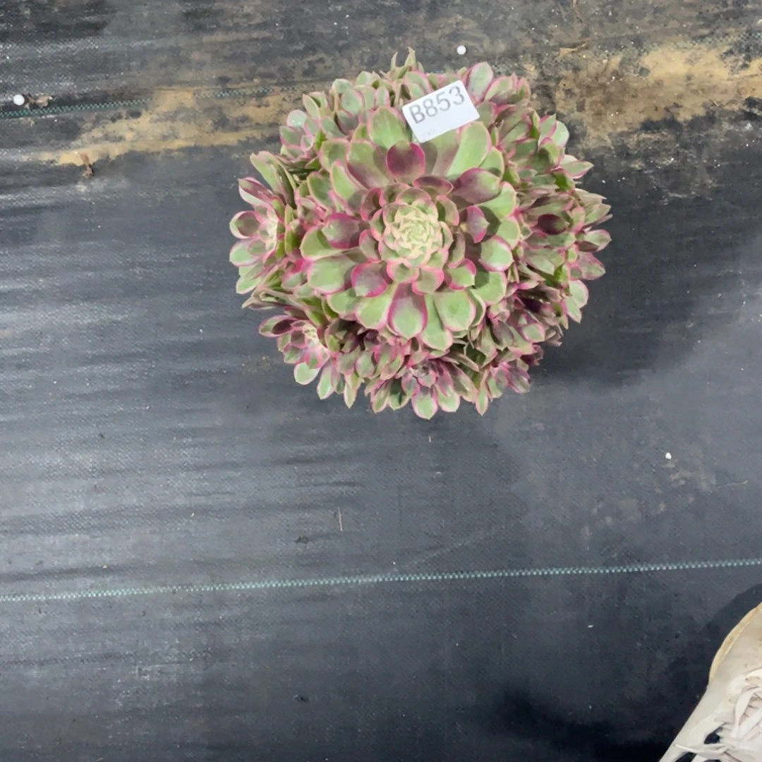 唯***3孔雀翎多肉。    853