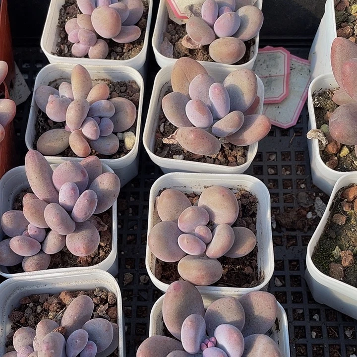 芭比奶带盆土发货