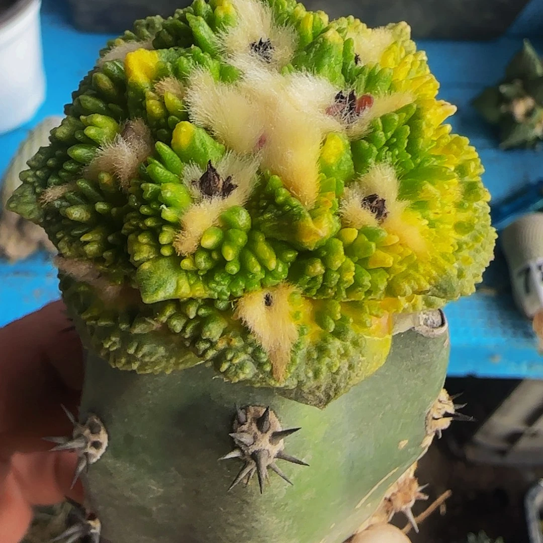 炸尤哥斯拉锦华423。