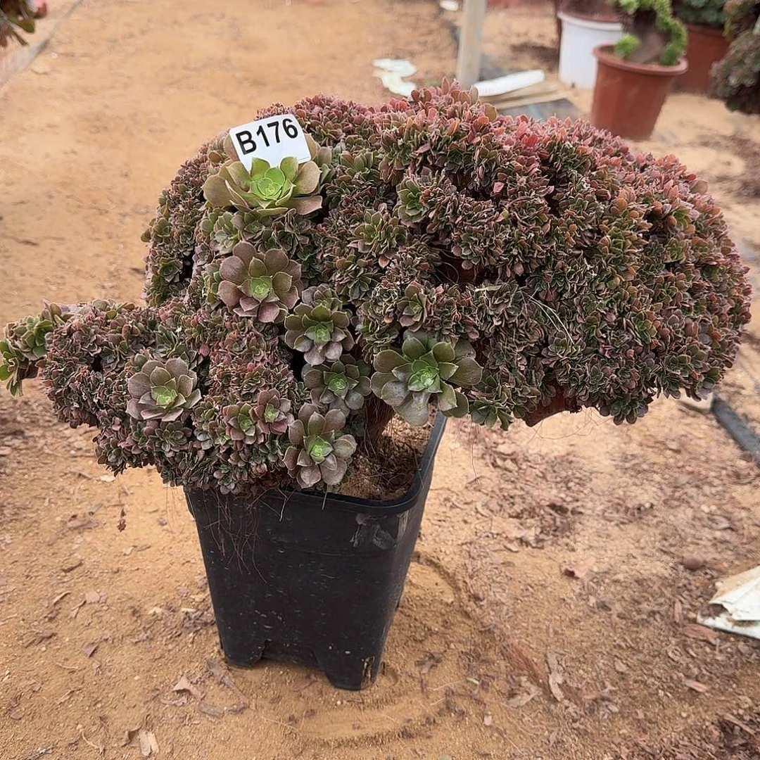 176玫瑰一颗49官府