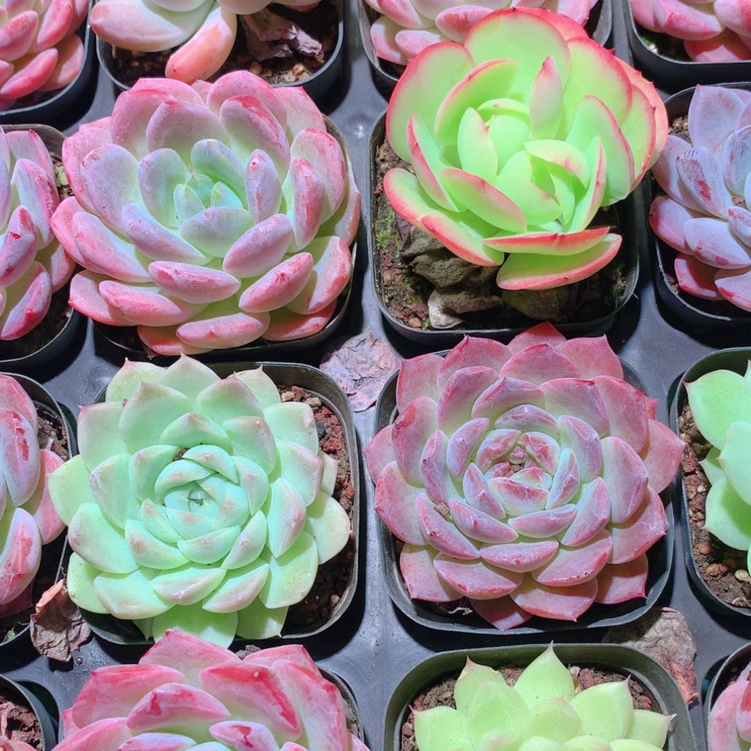 3-量拍品质保证多肉带盆16颗全单头