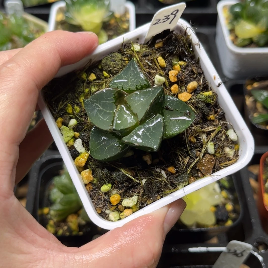 239龙喜氪一物一拍