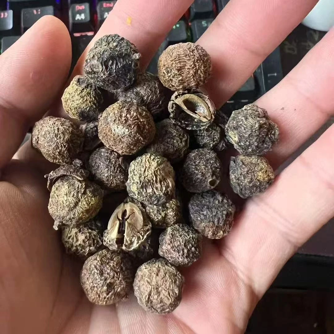 云南深山好物-沉香果