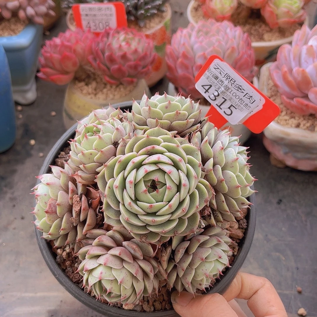 4315笨吧多肉植物