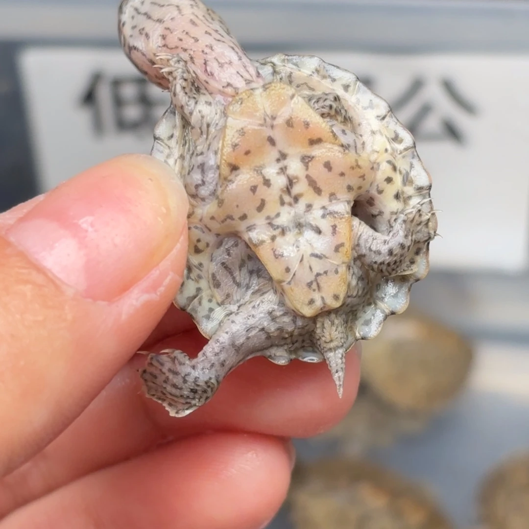 不分公母宠物龟A6全品双满文黑刀