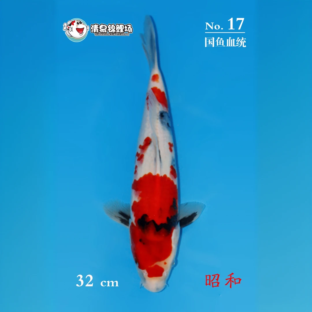 清泉锦鲤 第一次春季土塘寄养 国鱼血统 昭和 17号