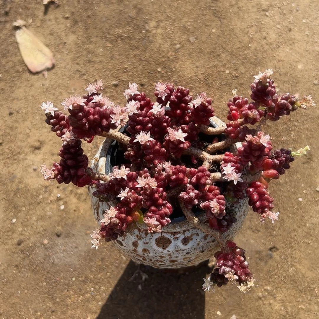 多肉植物红珊瑚群