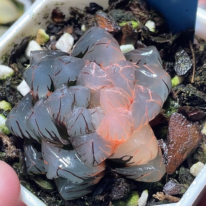 602糊斑水中月锦特选福利