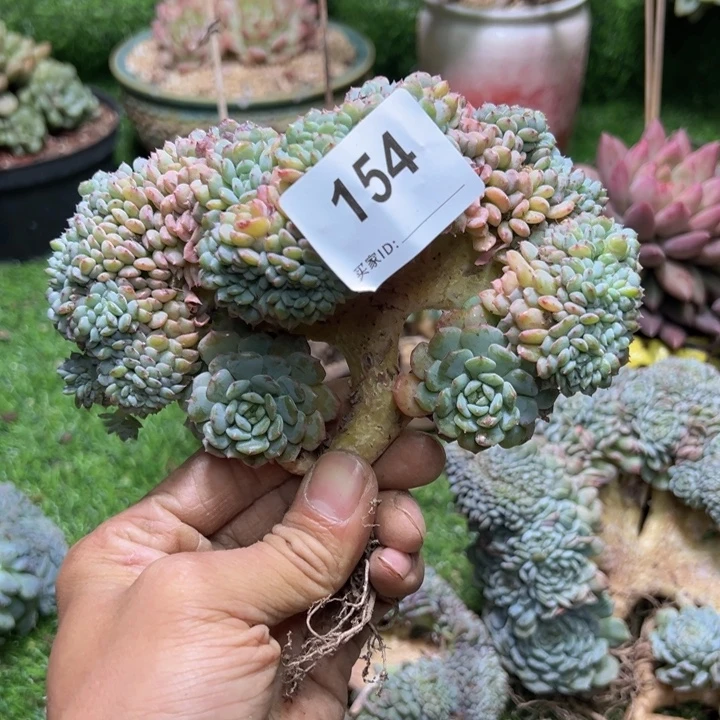 爱****然的多肉一物一拍154