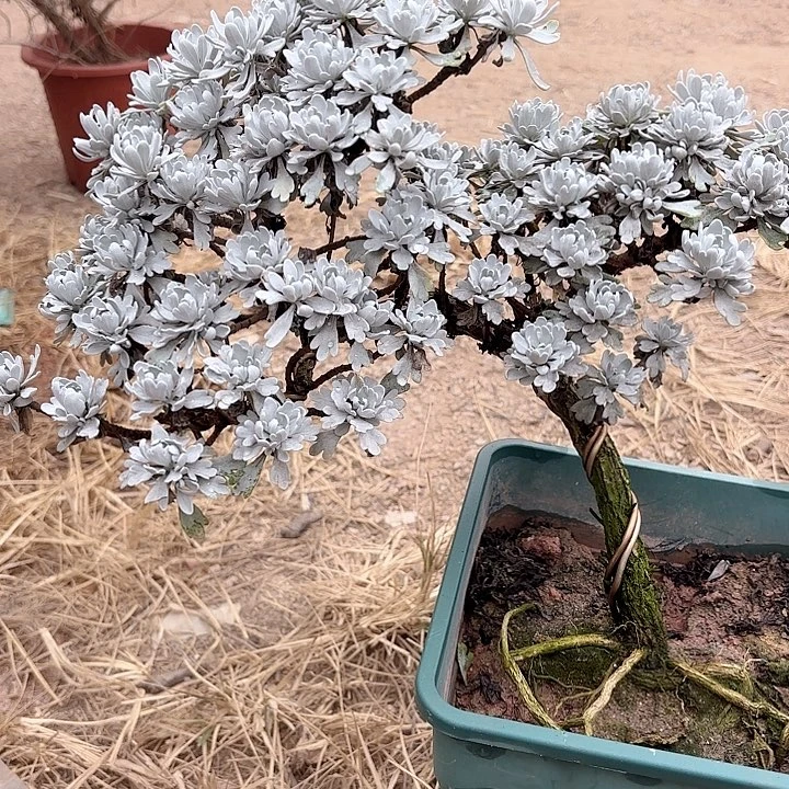 1***1带土球发货哈哈哈哈哈