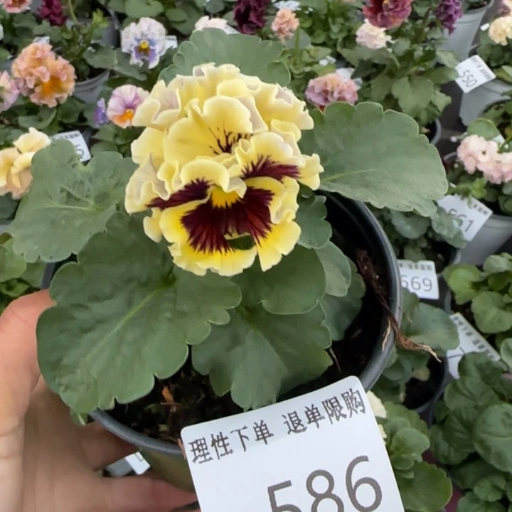 无花朵L586小苗默认苗晃零下5勿拍