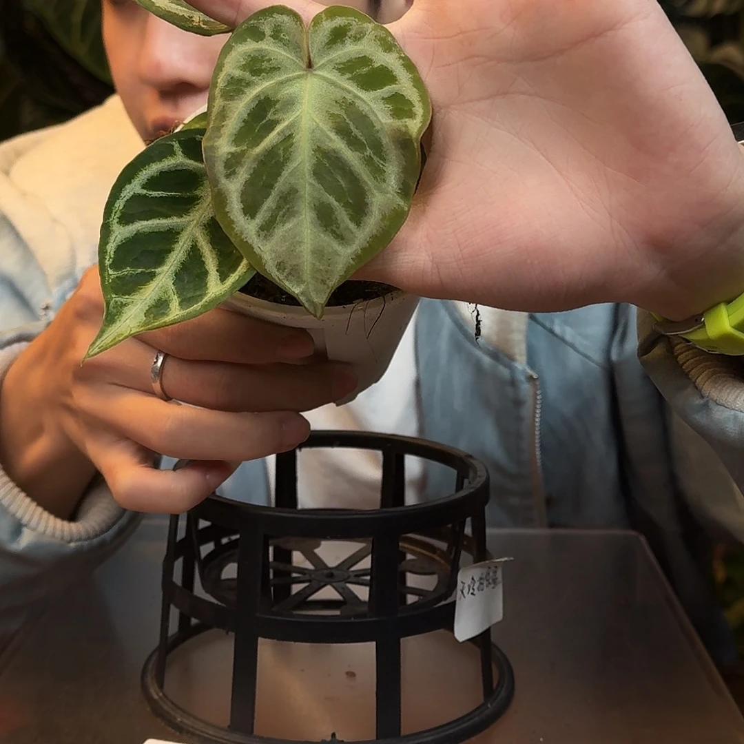 完全开放W184skg灰杂银色面纱