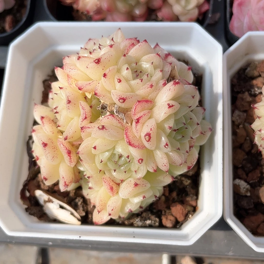 悠*村优选麦秆a111福利576