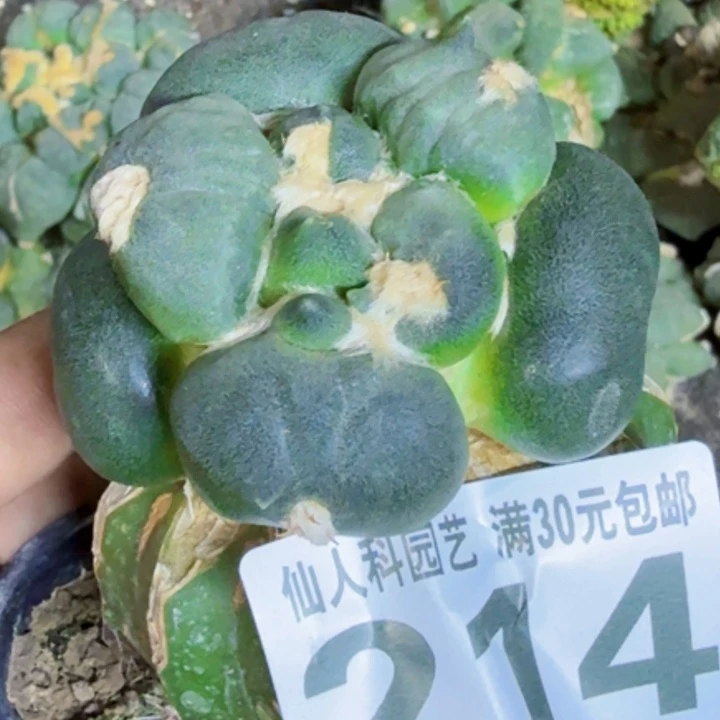 凌***帆福利苗接蛋尤214仙人球