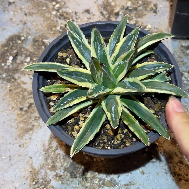 无花朵辉山龙舌兰一物一拍