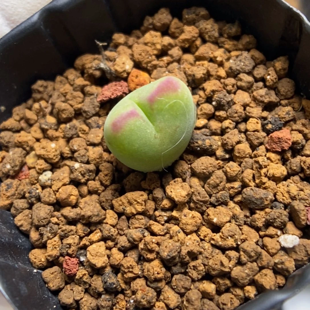 多肉植物肉锥杂交K-4930