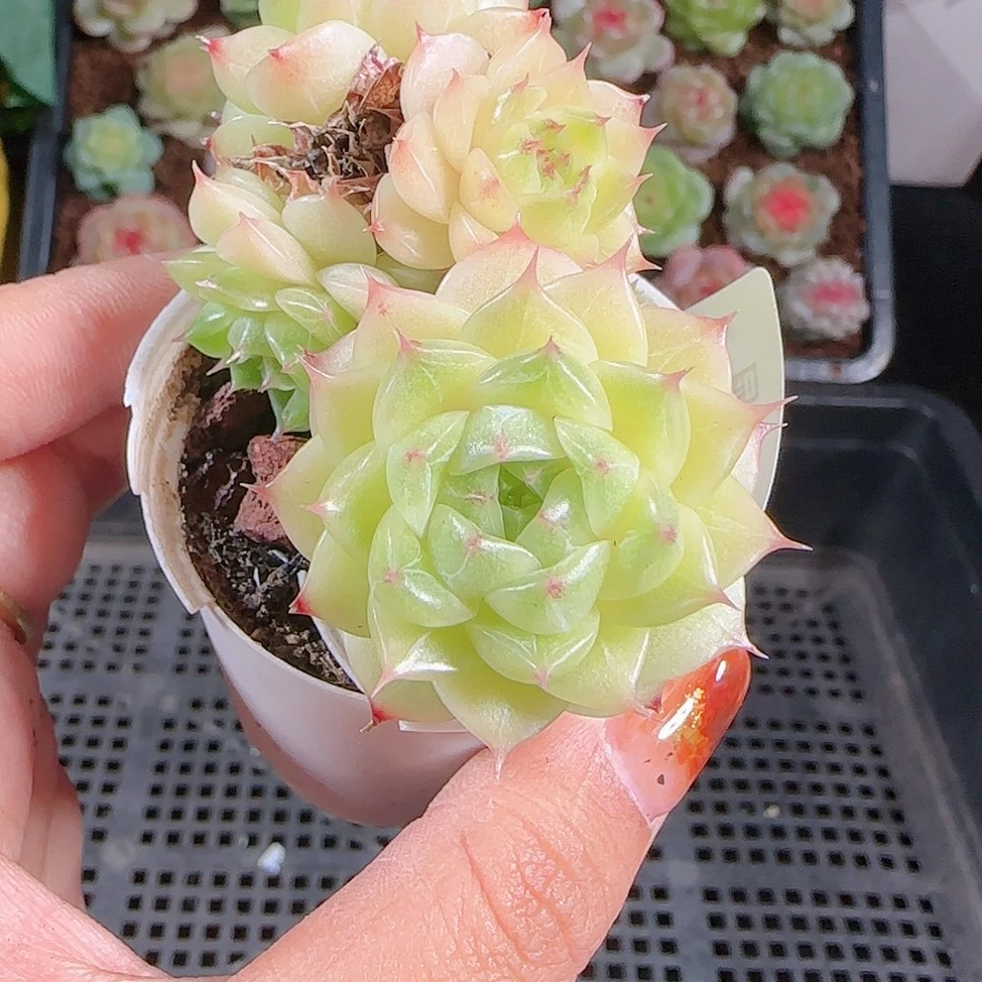 1010–-79麦秆优选不包整