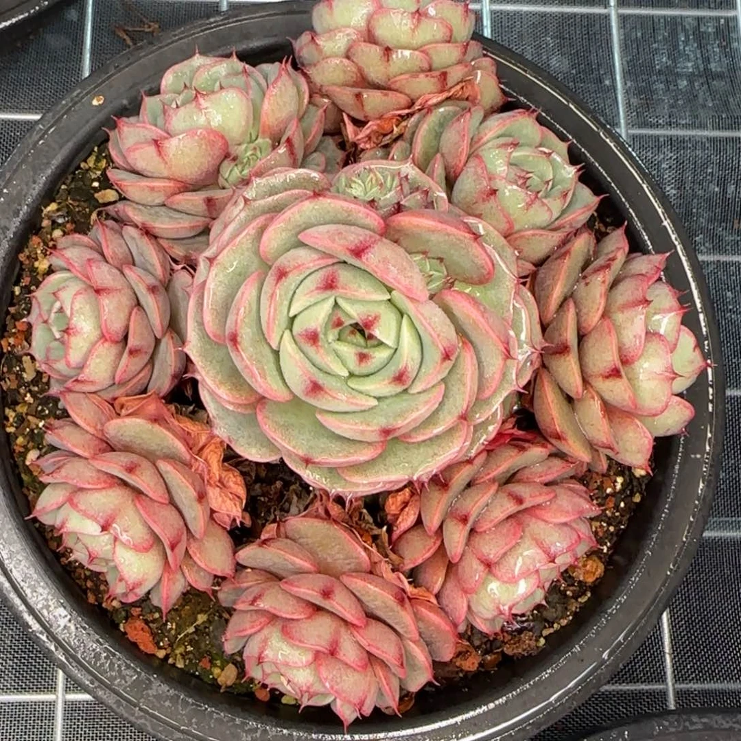 从前慢花园精选多肉笨巴蒂斯