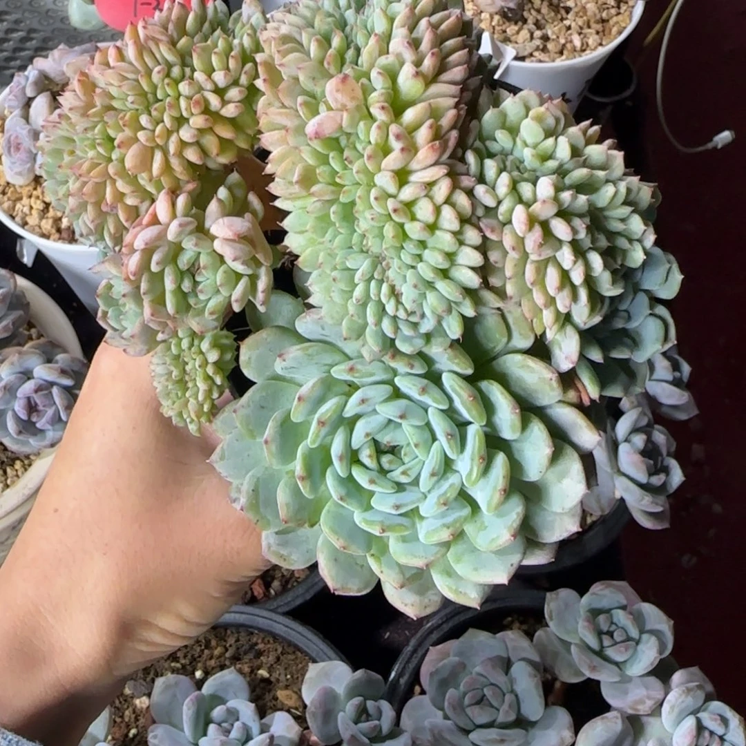 白胖子缀化一物一拍胸花