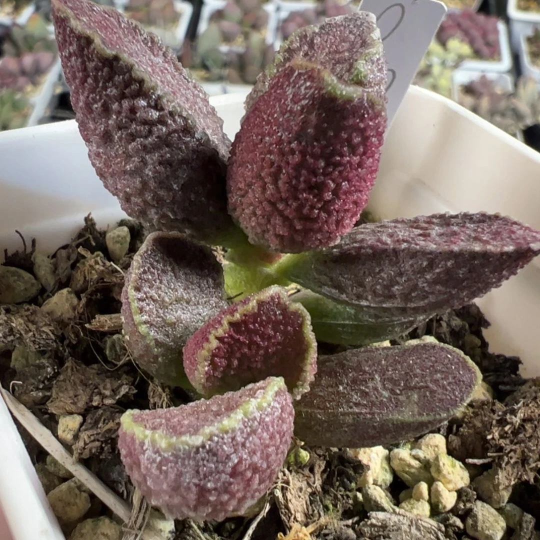 实生新品多头纯木质桩多肉植物