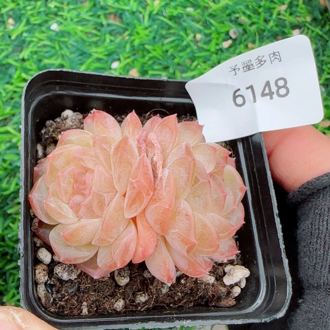 无尽灯，6148多肉植物