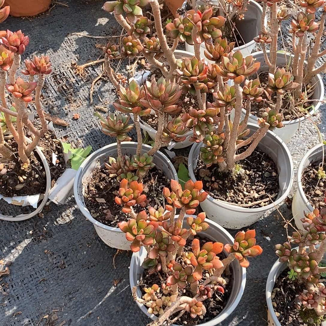 暗叶骑士1颗多肉植物