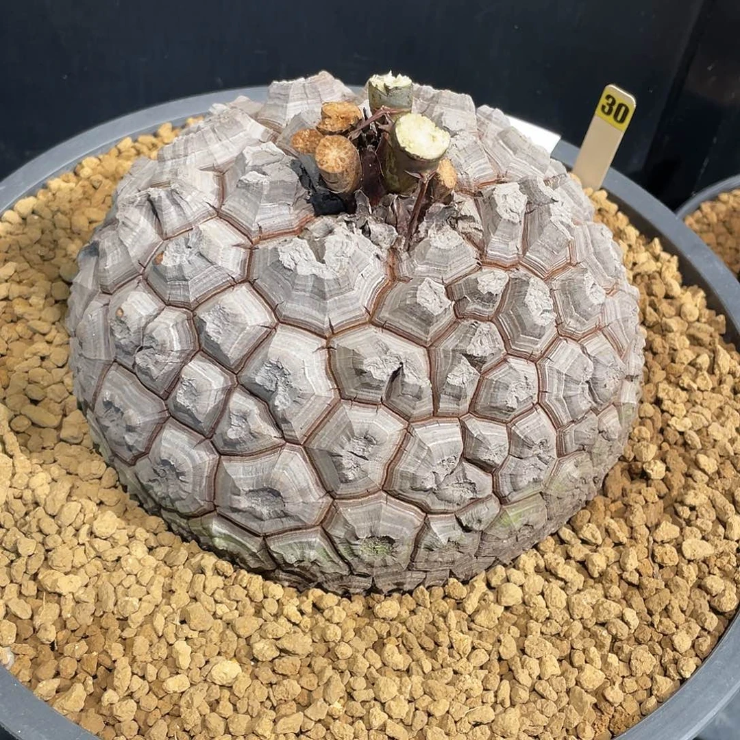 30号龟甲龙不退不换