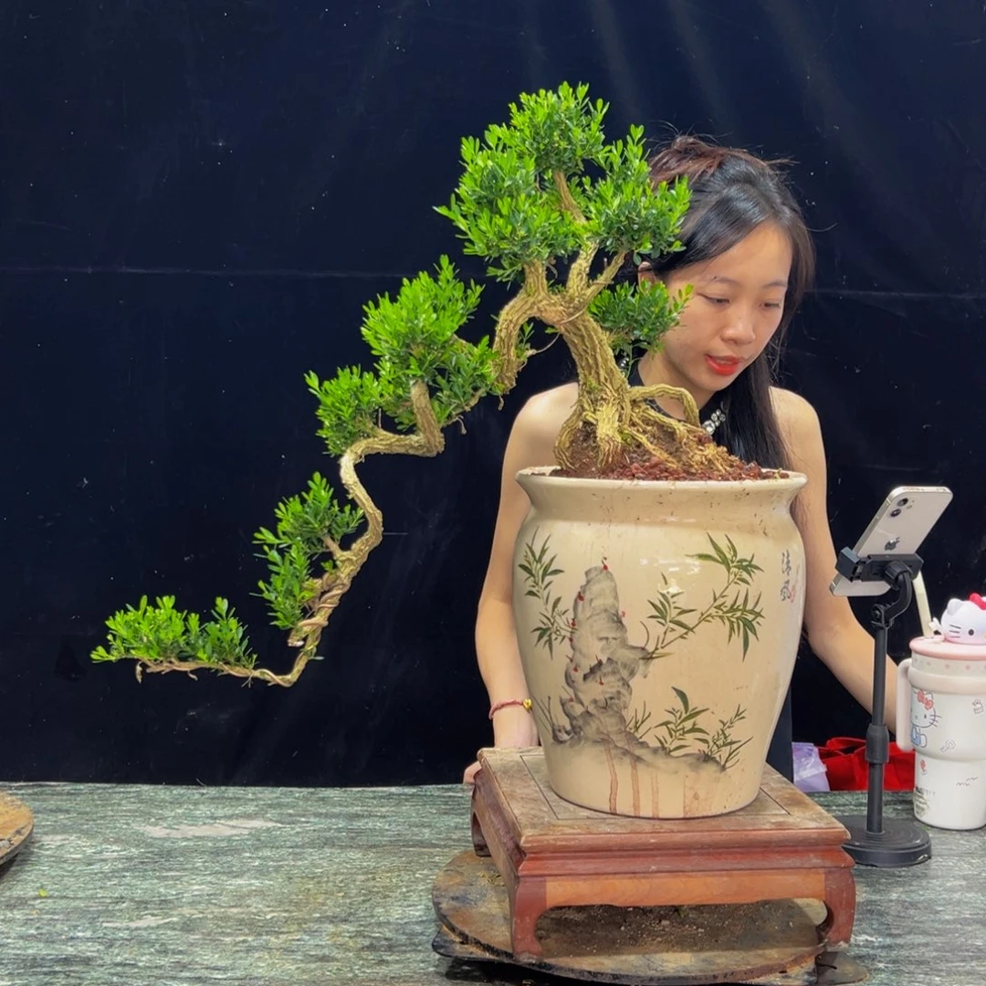 无花朵广东黄杨四季常青