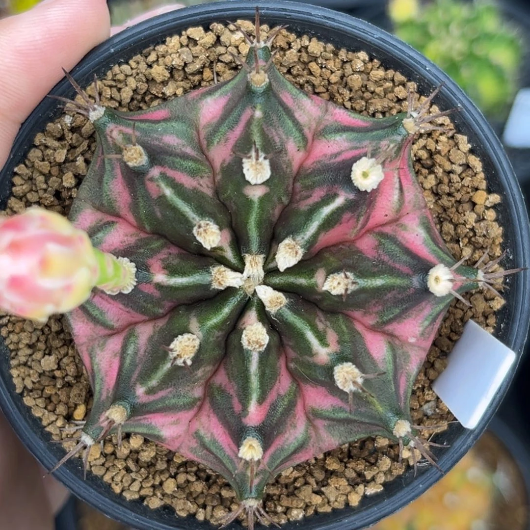 A336 泰系米哈锦 带盆土