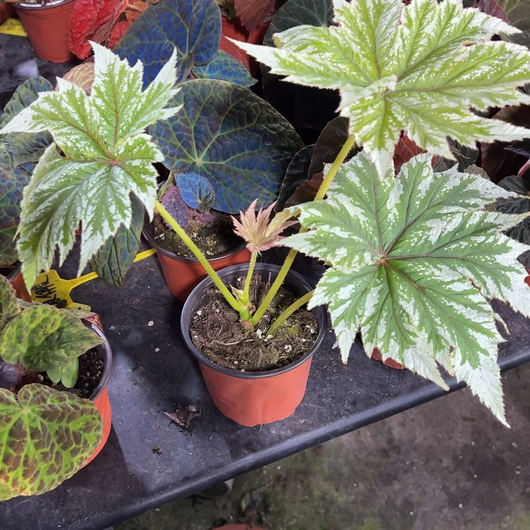 无花朵大颗白鹰师福利闪购