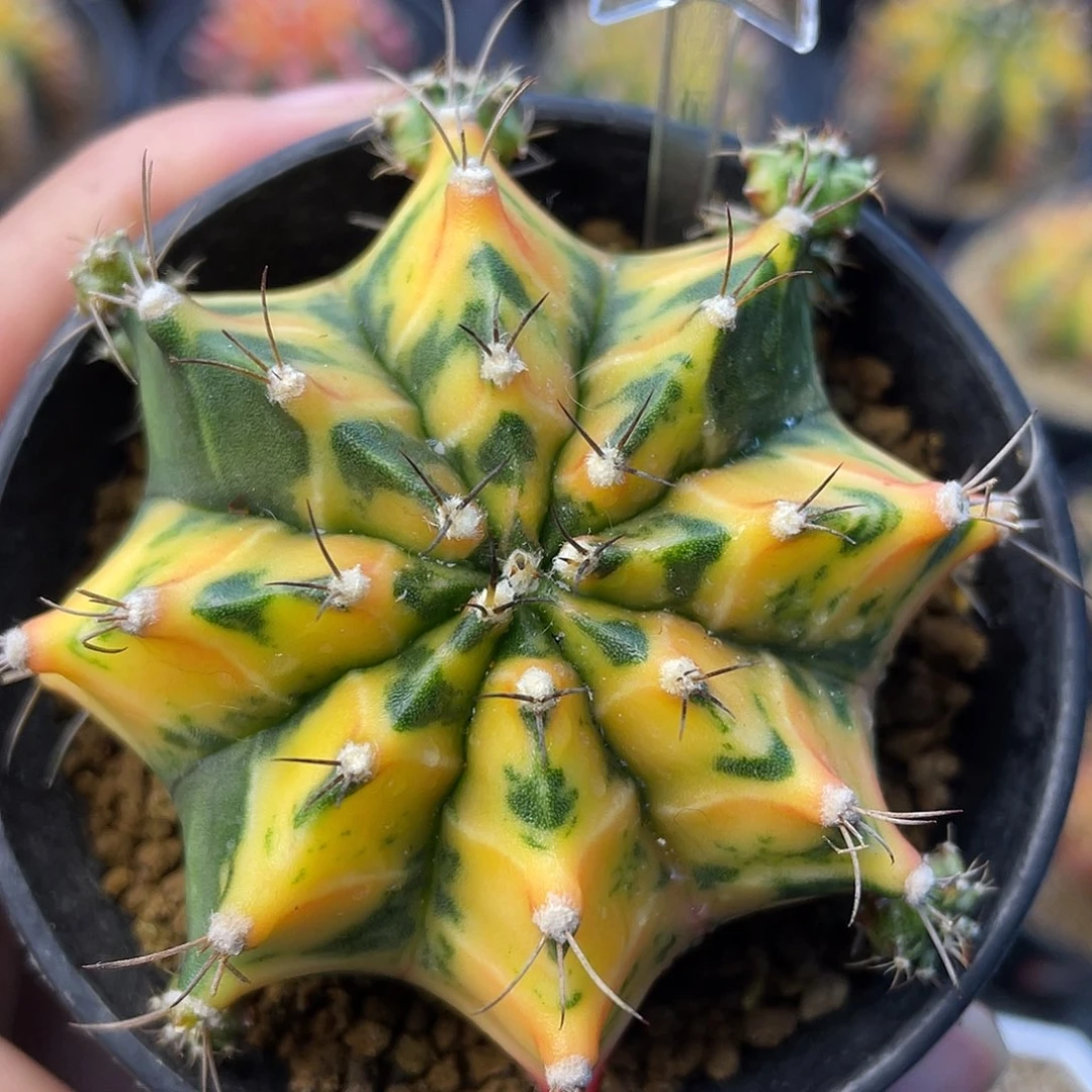 1-226米哈锦6.3厘米