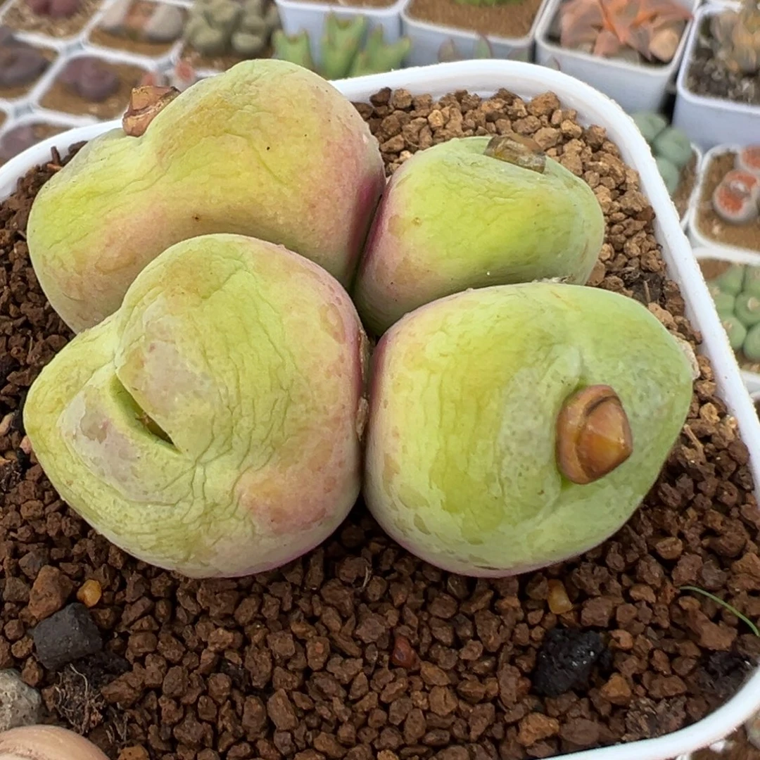 36多肉植物母本翠光