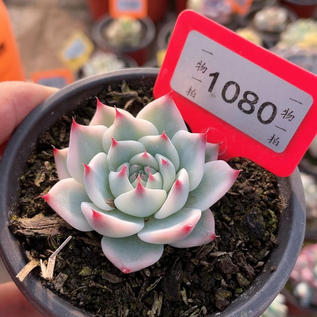 【闪购商品】1080号微瑕