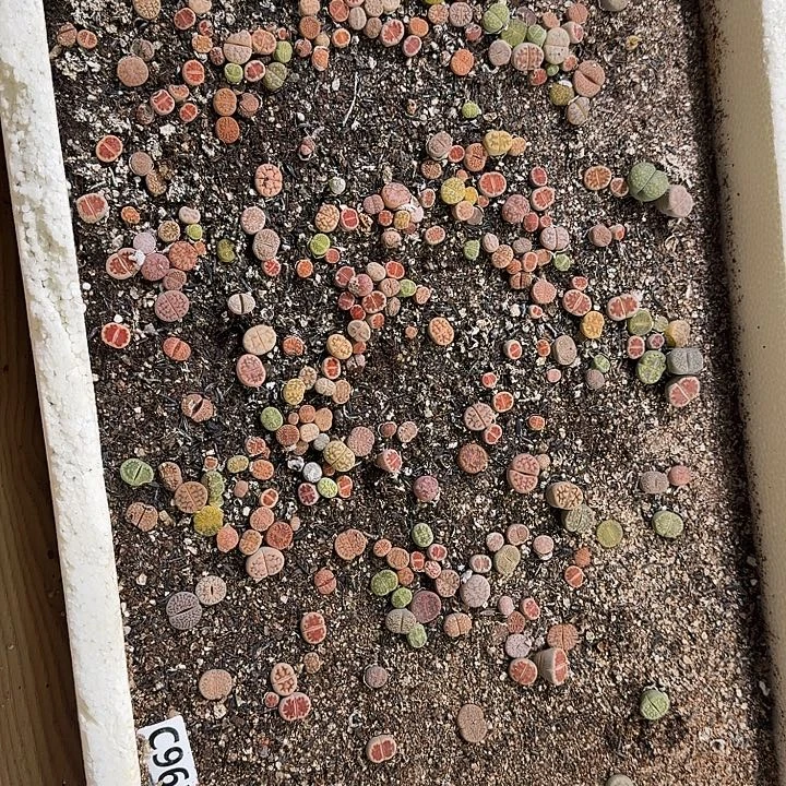 生961石花整框脱土发货不售后